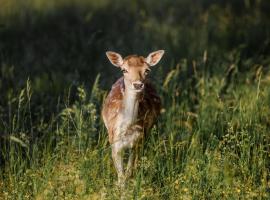 Chez Bernadette Alsace prox Route des Vins et Europa Park Rulantica, Hotel in Marckolsheim