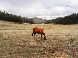 New! Adorable Cabin in Colorado National Forest