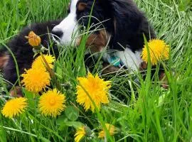 Haus Gmahblick Ferienwonungen