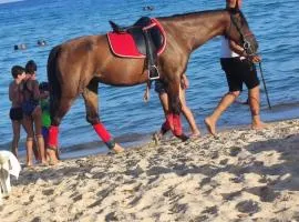 S+3. H standing à 300 m de la plage