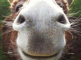 Casa Nova، فيلا في أبوليا