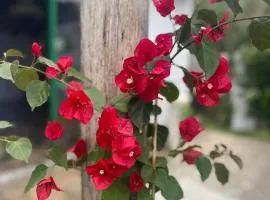 Techos amarillos 3