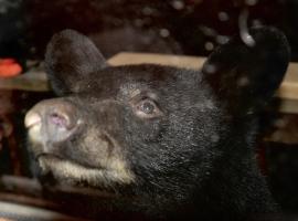 Bears Among Us, hotel en Gatlinburg