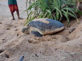 All View Resort, hotel u gradu Tangale