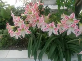 Oasis garden diafani