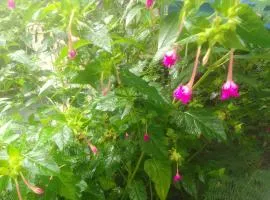 La rose des Bois