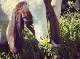 Basement Suite on a Goat Farm, apartment in Rossland