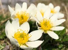 Mountain Aven Guest House, B&B in Doolin