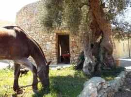 Delle Rose Horses Club