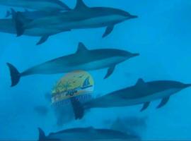 Dolphin house, barco en Hurghada