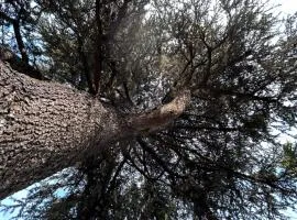 B&B IL CEDRO