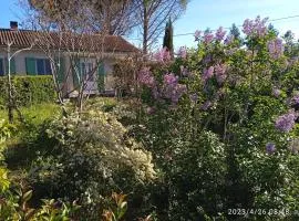 Sous les pins de Vaison