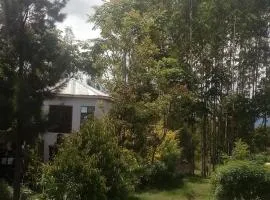 Jungle Lodge & Camping site