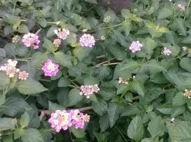 8-17 Nomura Motomachi - House / Vacation STAY 1894