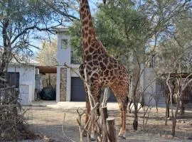 Giraffe Studio @ Kruger