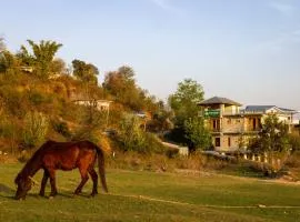Shepherds Of Dharamshala
