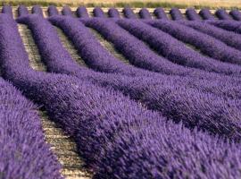 La Provençale, homestay sa Valensole