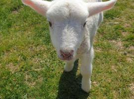 Penn Meadow Farm: Buckinghamshire şehrinde bir çadırlı kamp alanı