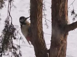 Laasi puhkemaja
