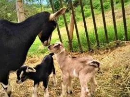 Tesorito House en las Montañas del Quindío