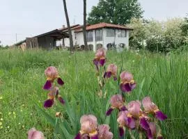 Iris