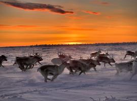 Authentic Sami Reindeer Herding Adventure in Arctic Norway, צימר בקאוטוקיינו