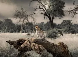 Big Cats Namibia Farmstay & Tours