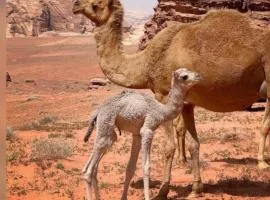 Salem Wadi Rum Road