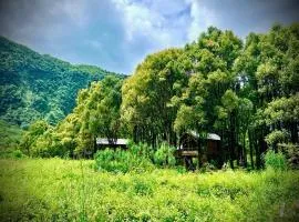 Kanopea Forest Lodge