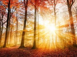 VELUWSHOF HOENDERLOO HOLIDAYS Luxe Holidayhomes with PRIVATE JACUZZI'S - SwimmingPool - Tennis Court - Bowling - Supermarket and Children Entertainment, hotel en Hoenderloo