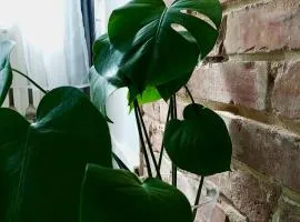 MONSTERA-32m,aneks,śniadanie