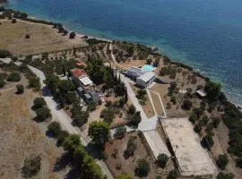 3 Olive Trees - Sithonia