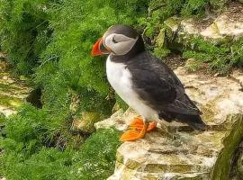 Trinket - The Cliff Top Cottage