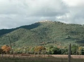 M G VETULONIA
