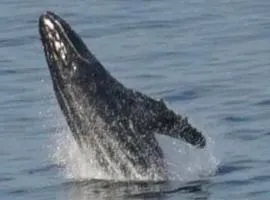 Condo Nick Puerto Vallarta, Enjoy the Beach