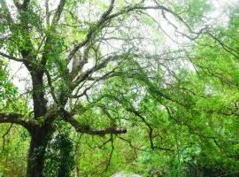 Debaraliyadda Estate