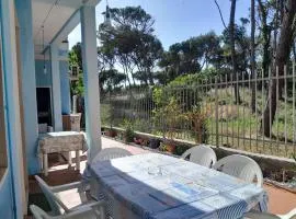 Bibbona Summer - Pineta 1 -