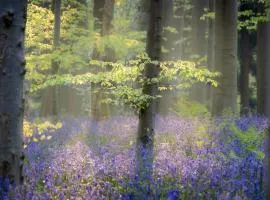 Bois de Hal