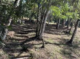 Vila Dravida Petar