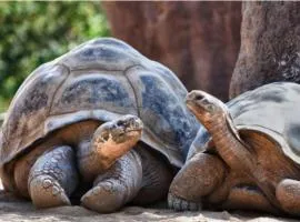 L'appartement des tortues