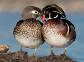 Wood Duck Cabin, Hike in or 4x4 vehicle, 120m, luxusní stan v destinaci Golden Lake