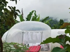 Safari Bubbles