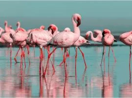 Les Flamants roses