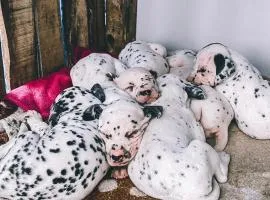homestay Dalmatian