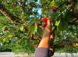 Domaine des Cerisiers