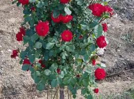 La Corte Delle Rose UB