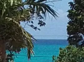 Chatham Palms