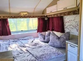 Camping Poiana Stelelor