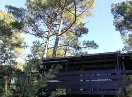 Chalet dans les pins