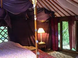 Yourte dans la forêt